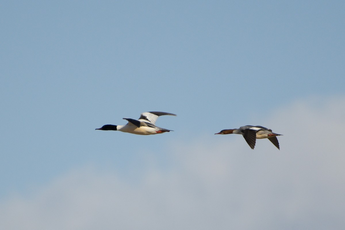 Common Merganser - Batbayasgalan Burenjargal