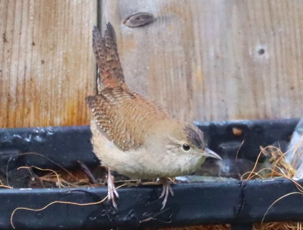 House Wren - Aldo Bertucci