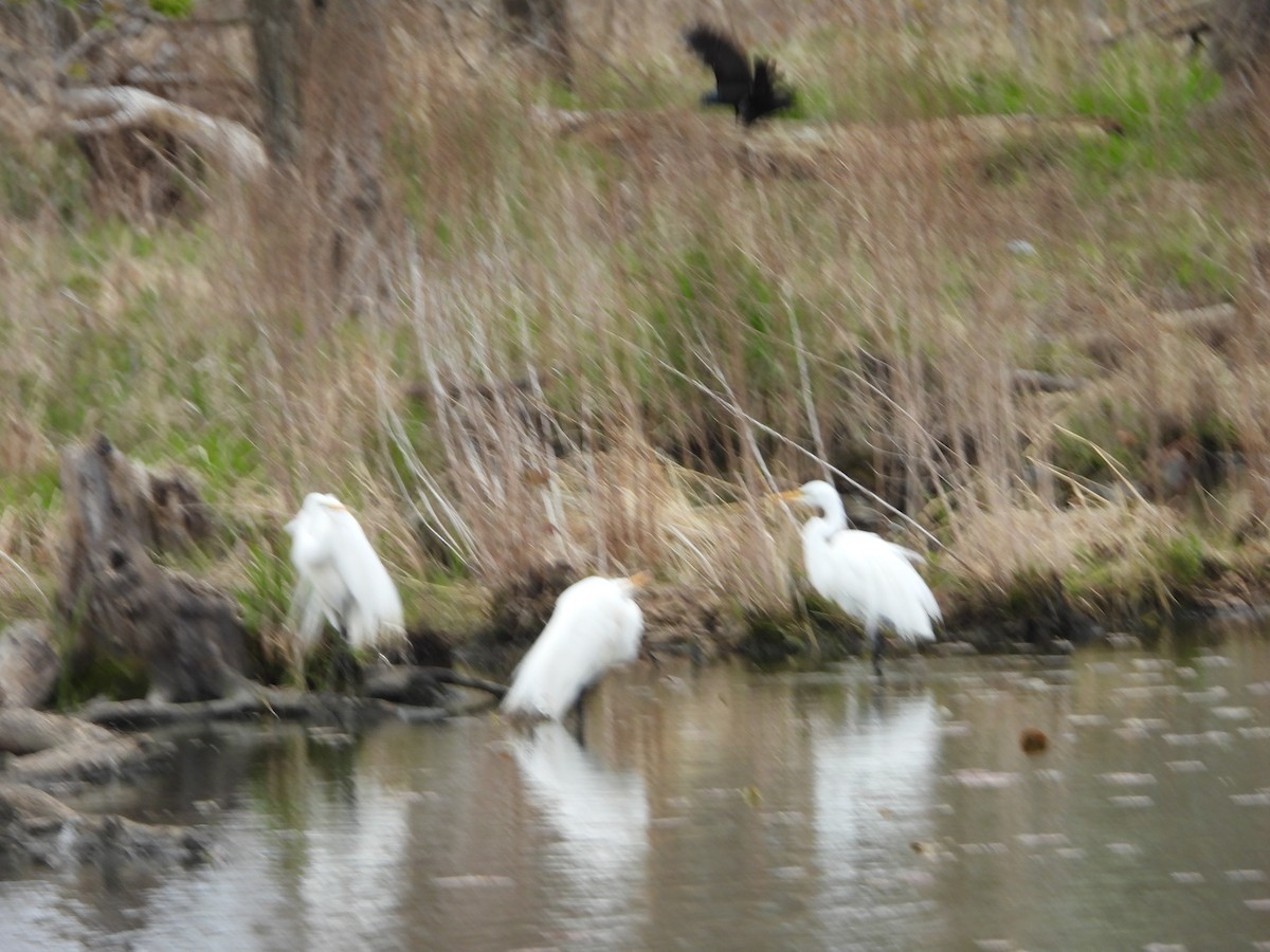 Great Egret - ML618484053