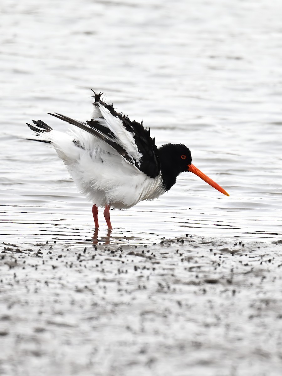 Eurasian Oystercatcher - ML618484061