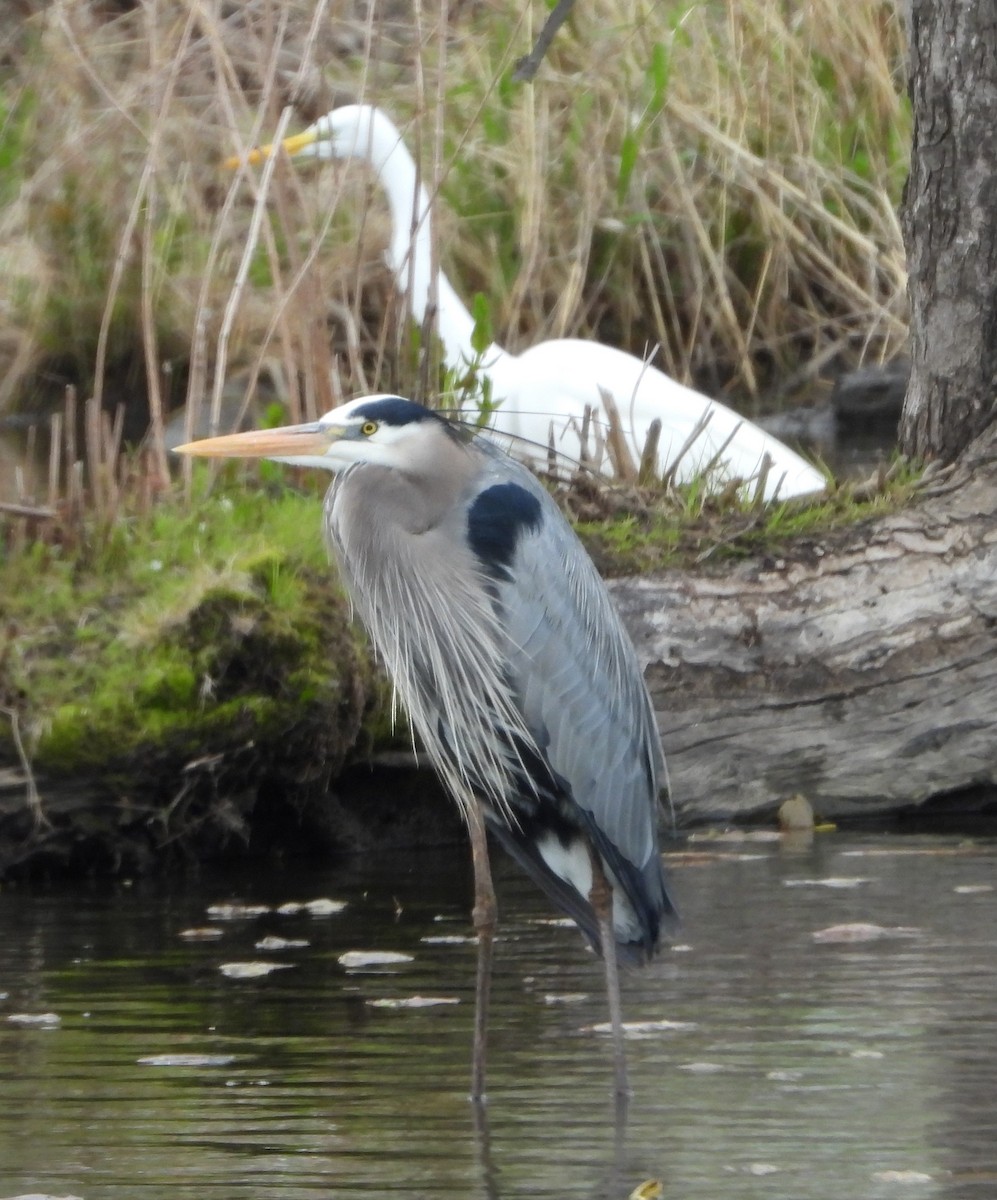 Great Blue Heron - ML618484069