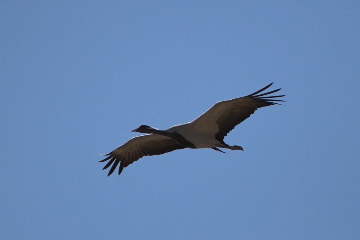 Demoiselle Crane - ML618484070