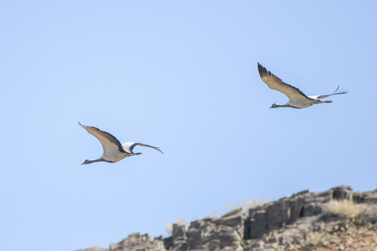 Demoiselle Crane - ML618484071