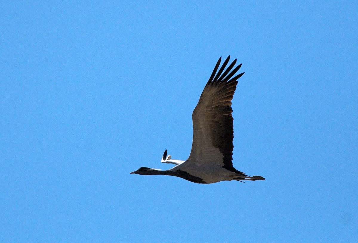 Demoiselle Crane - ML618484072