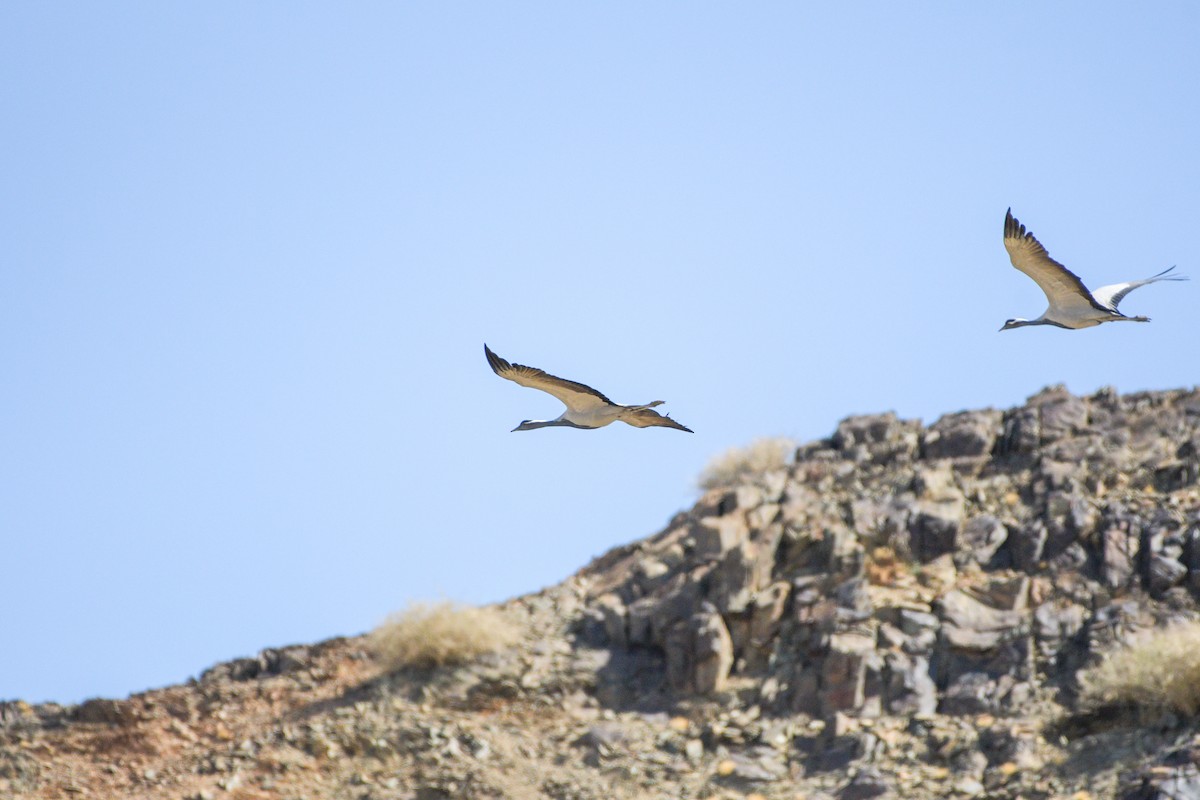 Demoiselle Crane - ML618484073