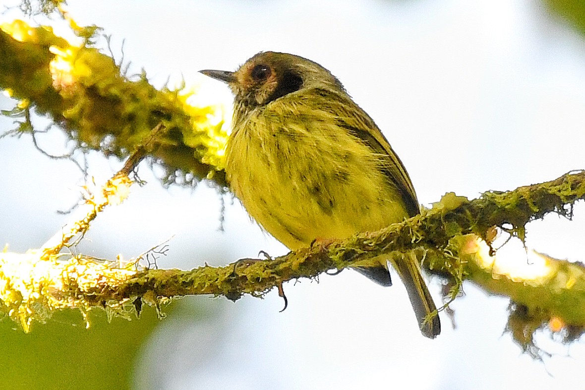 Eared Pygmy-Tyrant - Scott Clark