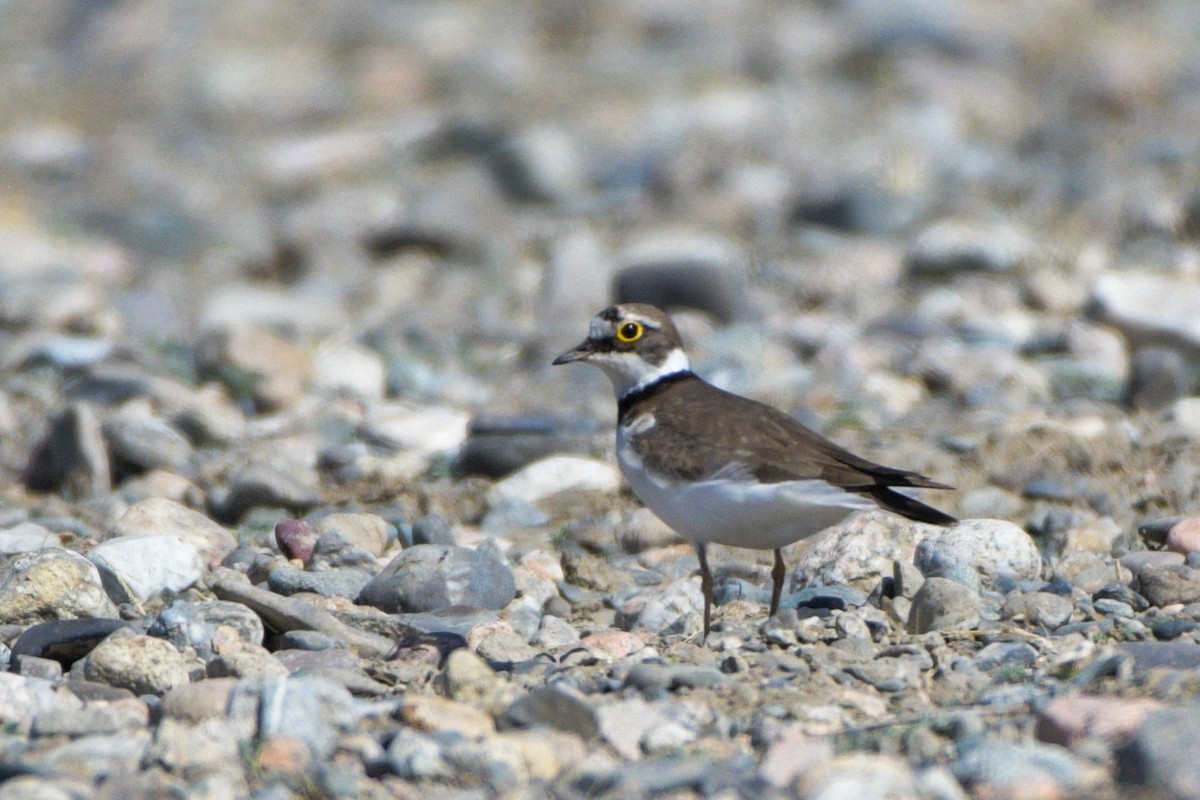 Little Ringed Plover - ML618484087