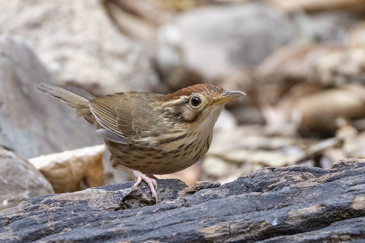 Puff-throated Babbler - Niall D Perrins