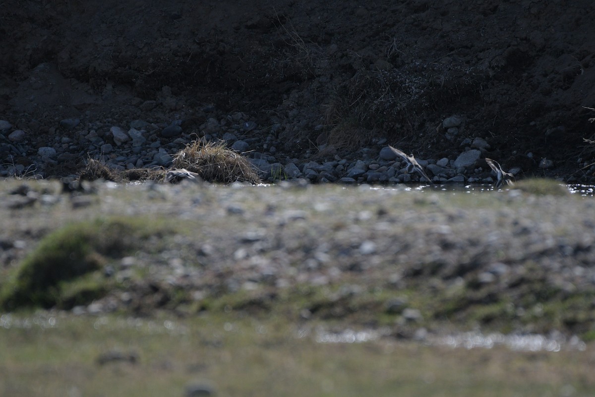 Common Sandpiper - ML618484104