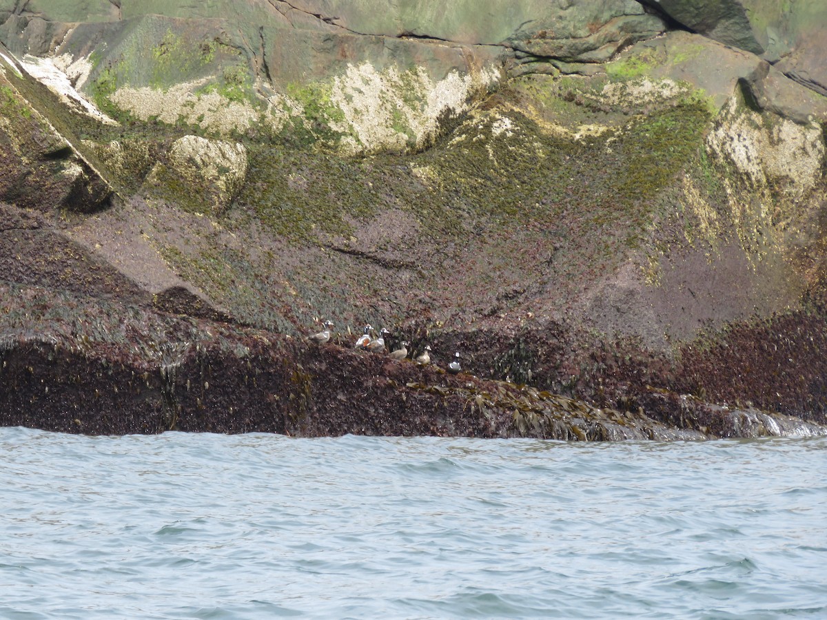 Harlequin Duck - Curtis Mahon