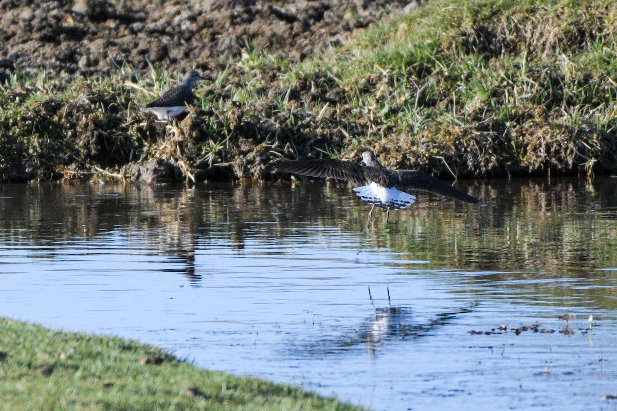 Green Sandpiper - ML618484121