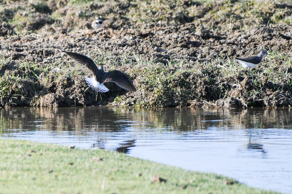 Green Sandpiper - ML618484122