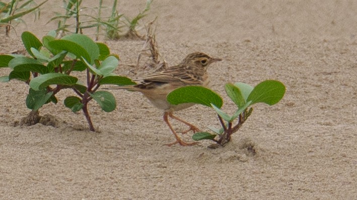 Richard's/Blyth's Pipit - ML618484128