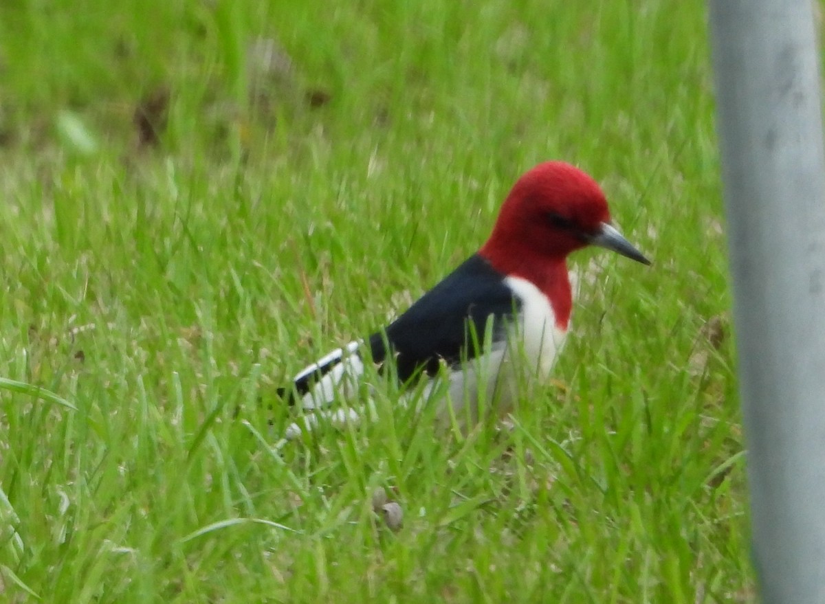 Red-headed Woodpecker - ML618484130