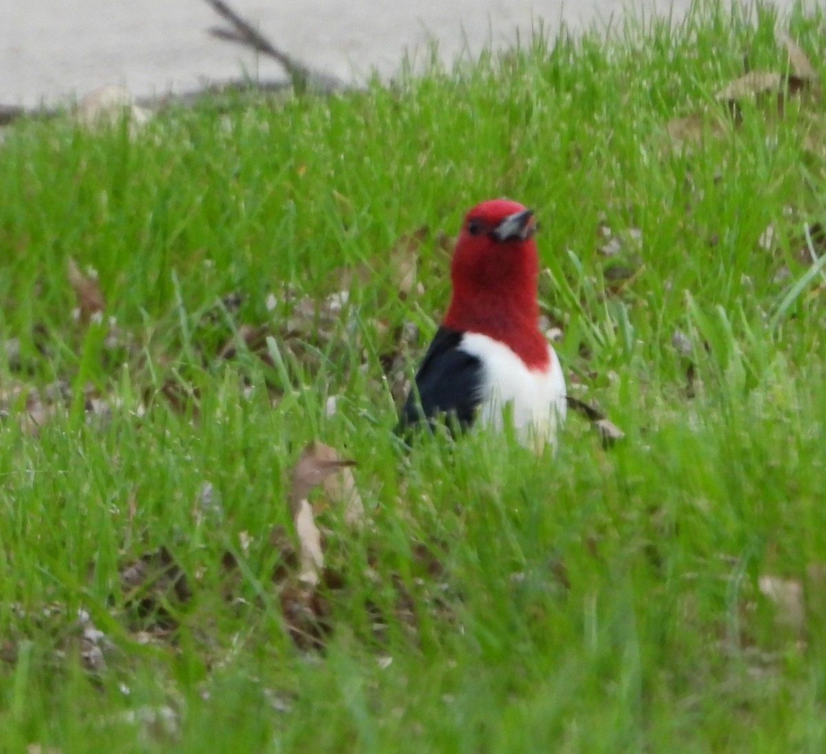 Red-headed Woodpecker - ML618484132
