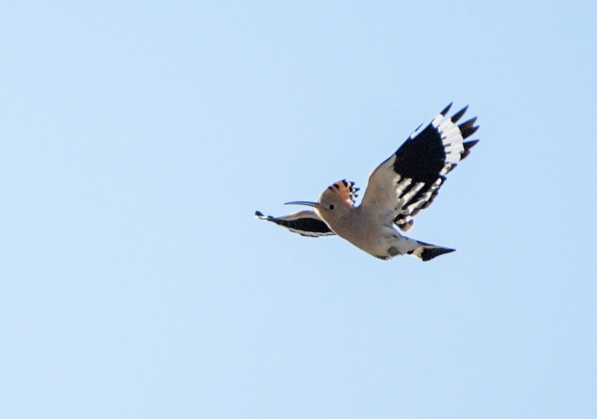 Eurasian Hoopoe - Batbayasgalan Burenjargal