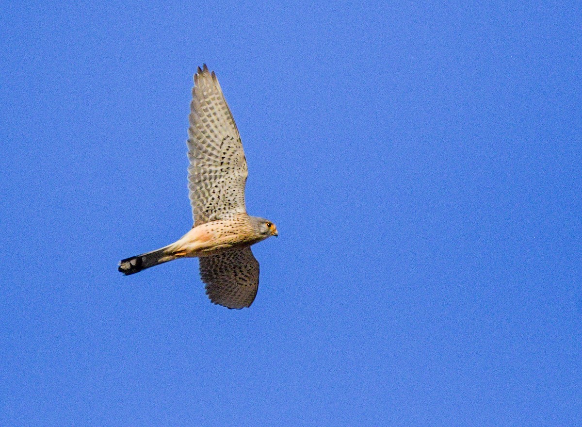 Eurasian Kestrel - ML618484144