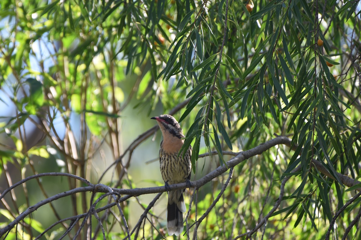 Spiny-cheeked Honeyeater - Hitomi Ward