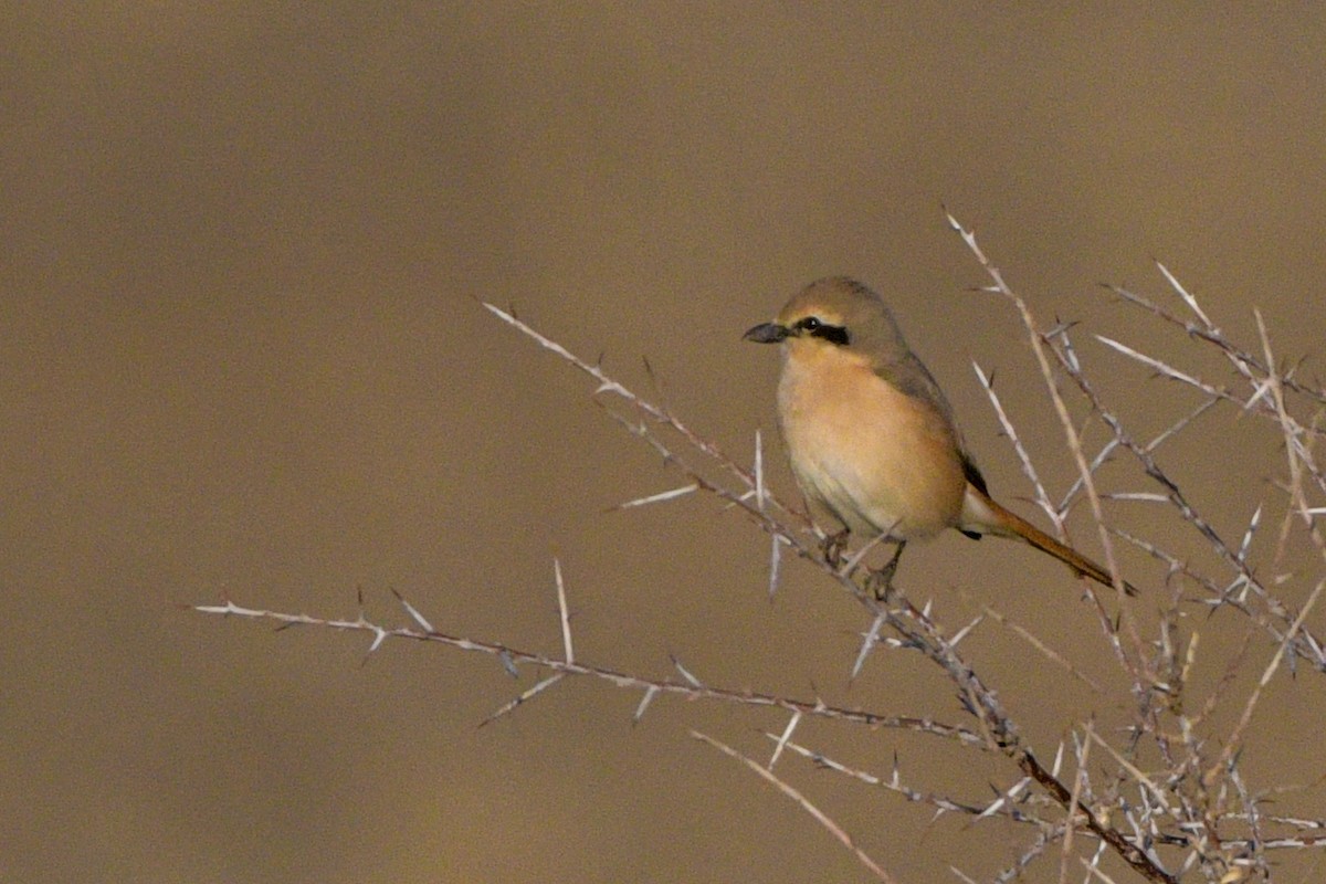 Isabelline Shrike - Batbayasgalan Burenjargal