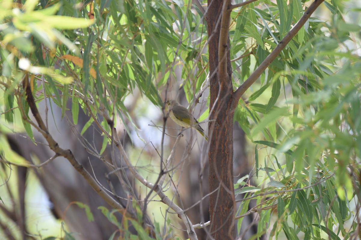 Fuscous Honeyeater - Hitomi Ward