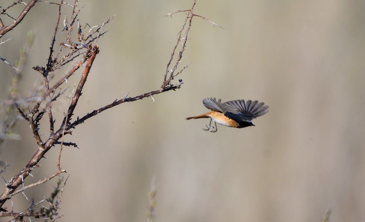 Common Redstart - ML618484167