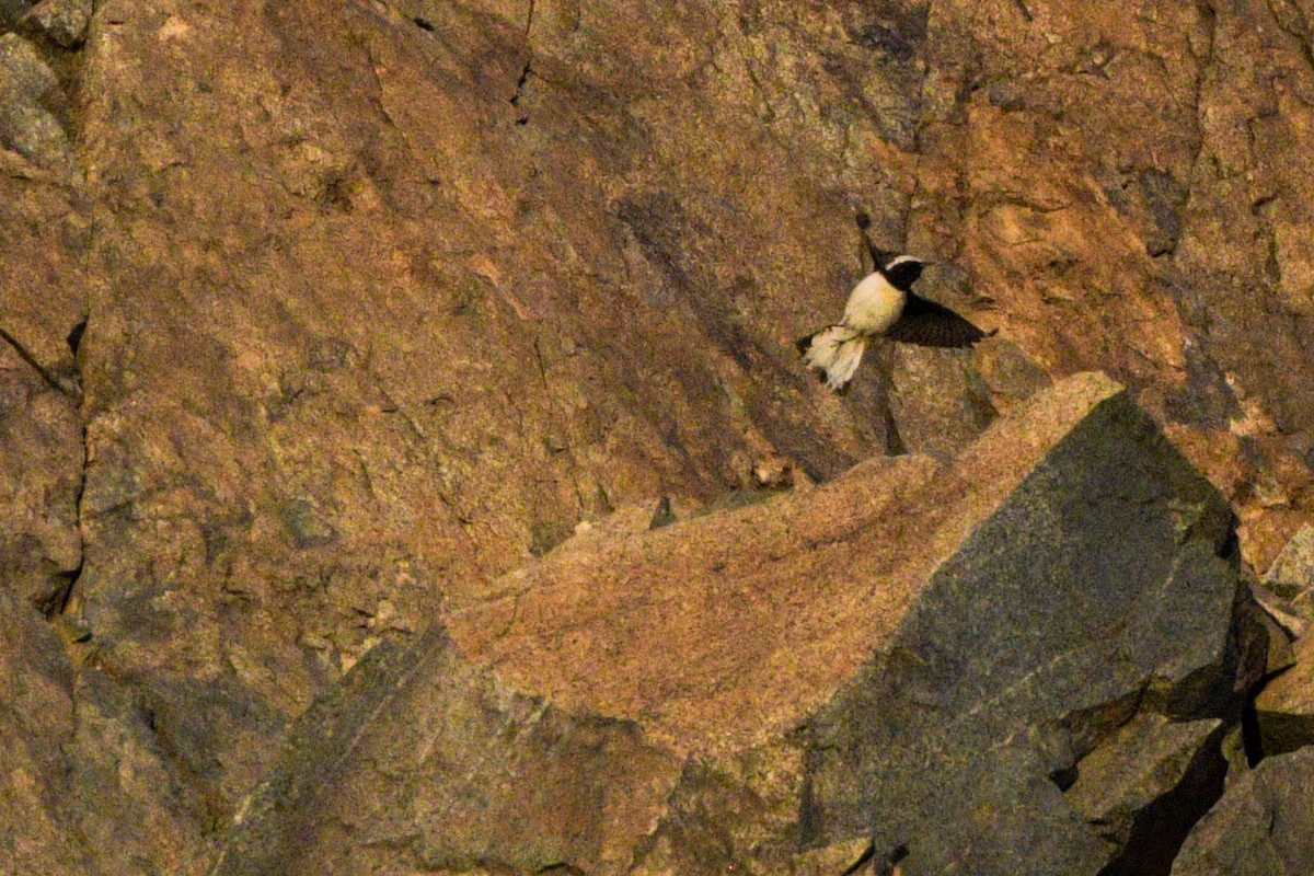 Pied Wheatear - ML618484175