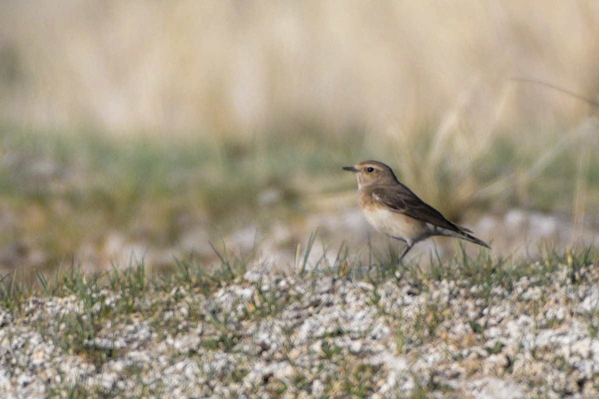 Pied Wheatear - ML618484176