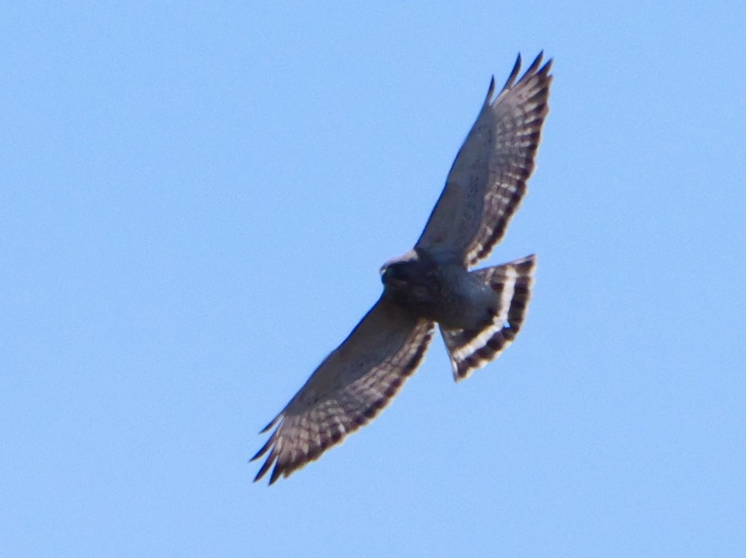 Broad-winged Hawk - Michael Werner