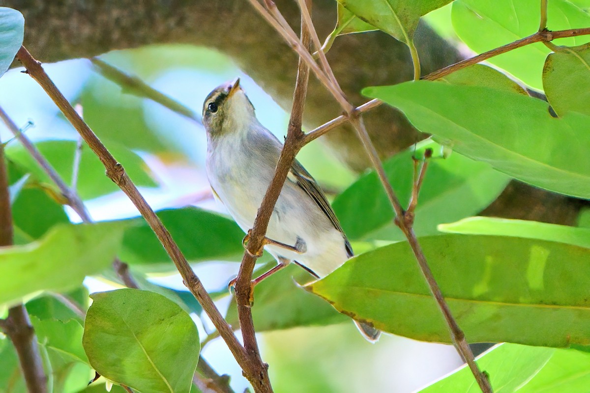 Arctic Warbler - Yuh Woei Chong