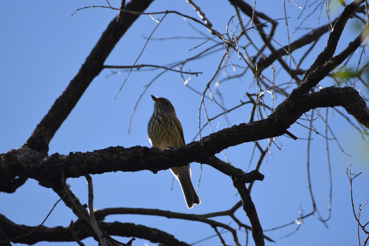 Olive-backed Oriole - Hitomi Ward