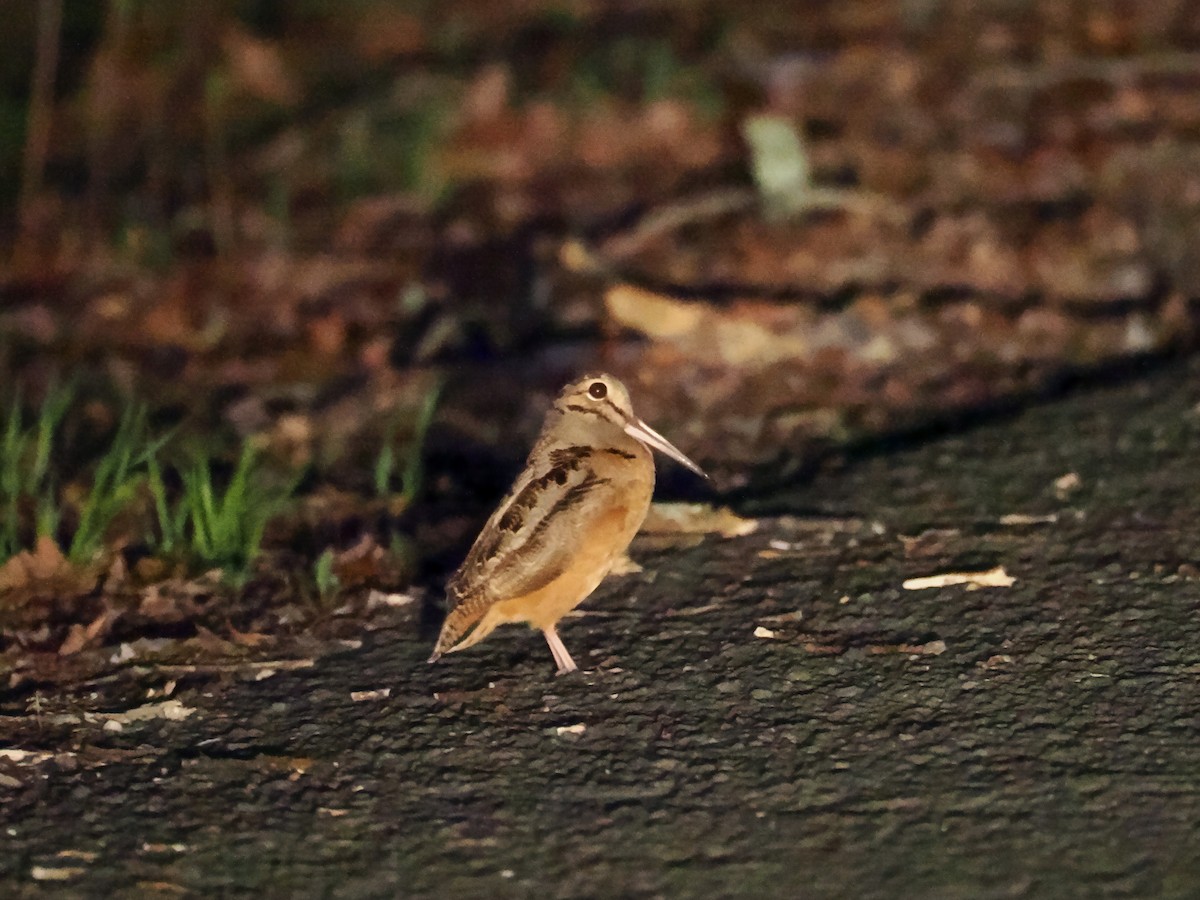 American Woodcock - ML618484211