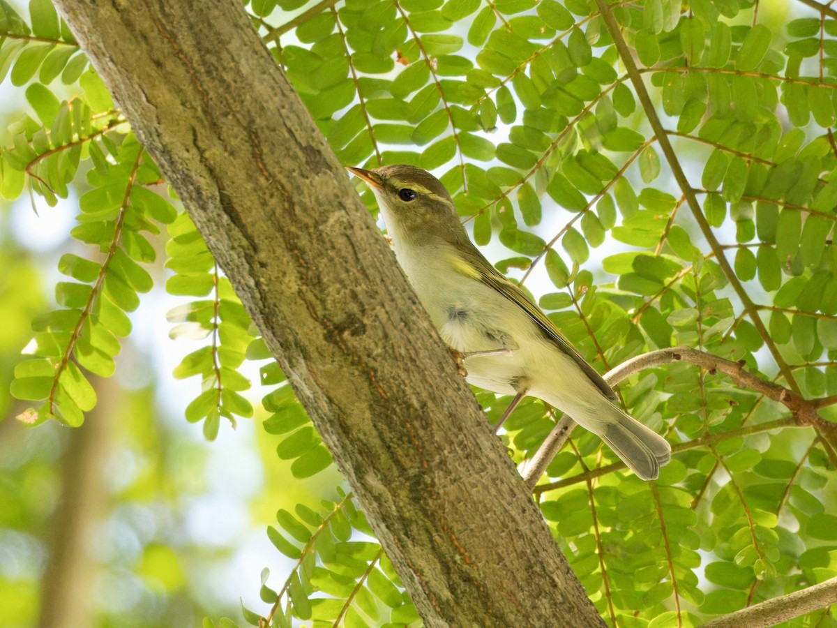 Two-barred Warbler - ML618484221