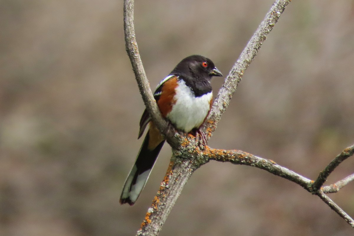 Spotted Towhee - Craig Johnson