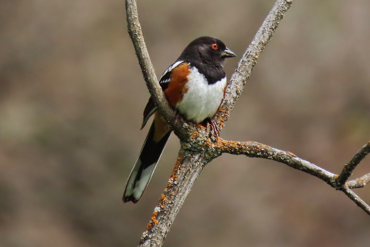 Spotted Towhee - Craig Johnson