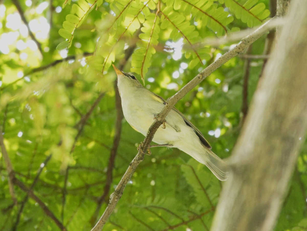 Two-barred Warbler - ML618484227