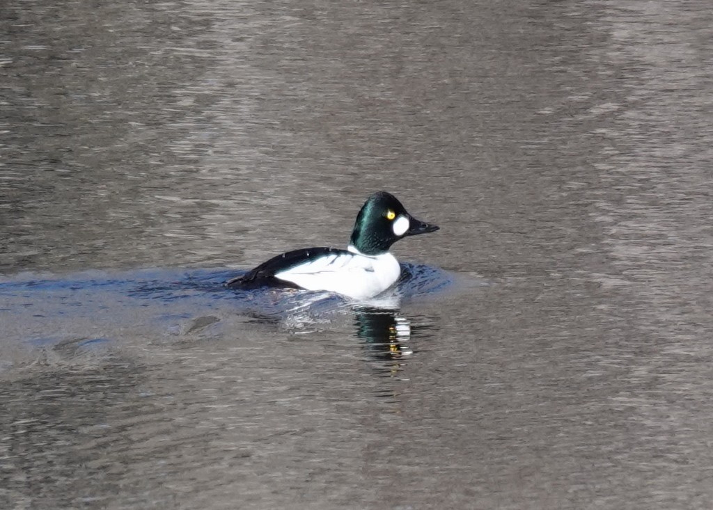 Common Goldeneye - ML618484239