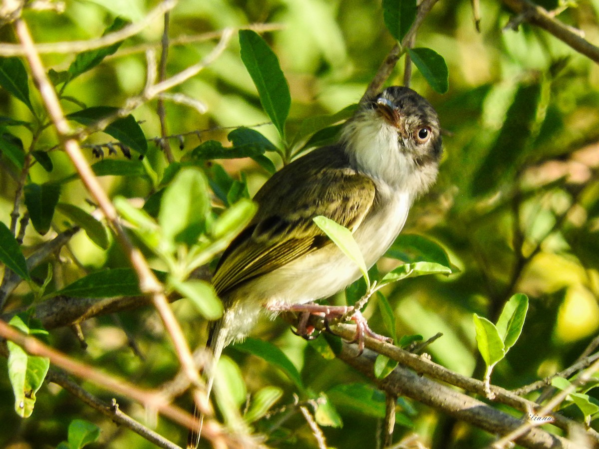 Pearly-vented Tody-Tyrant - Liliana Noemi Sosa