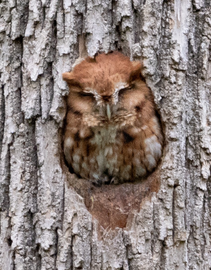 Eastern Screech-Owl - Jenny Rogers