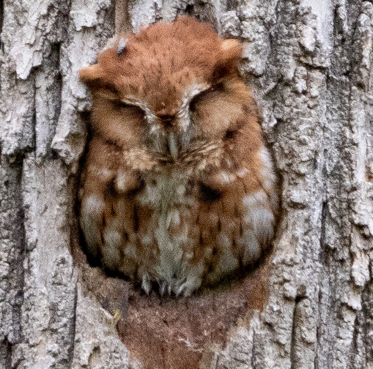 Eastern Screech-Owl - ML618484267