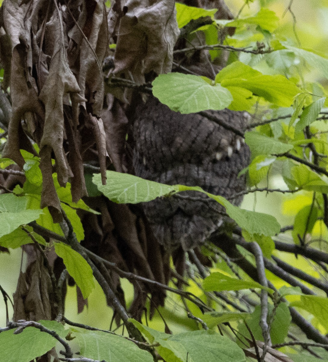 Eastern Screech-Owl - Jenny Rogers