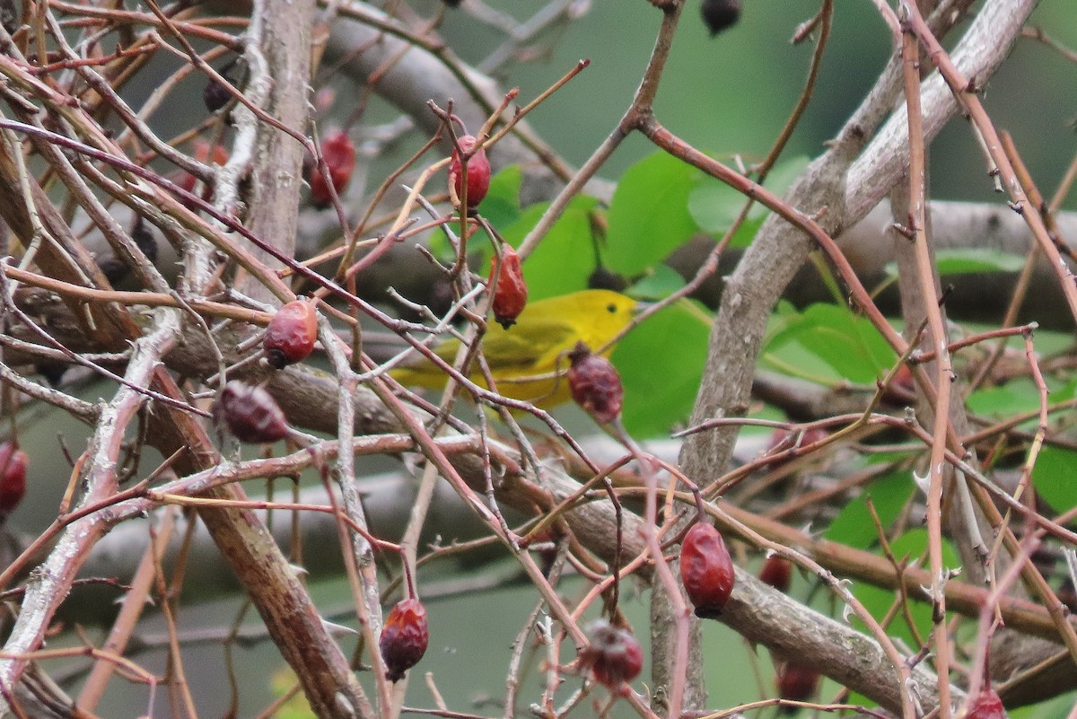 Yellow Warbler - Craig Johnson