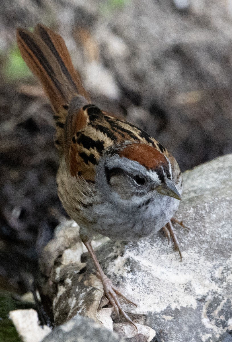 White-throated Sparrow - Jenny Rogers