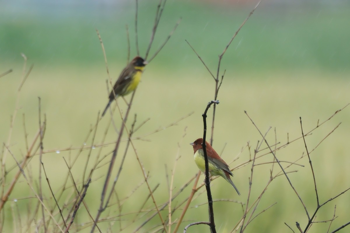 Chestnut Bunting - ML618484320