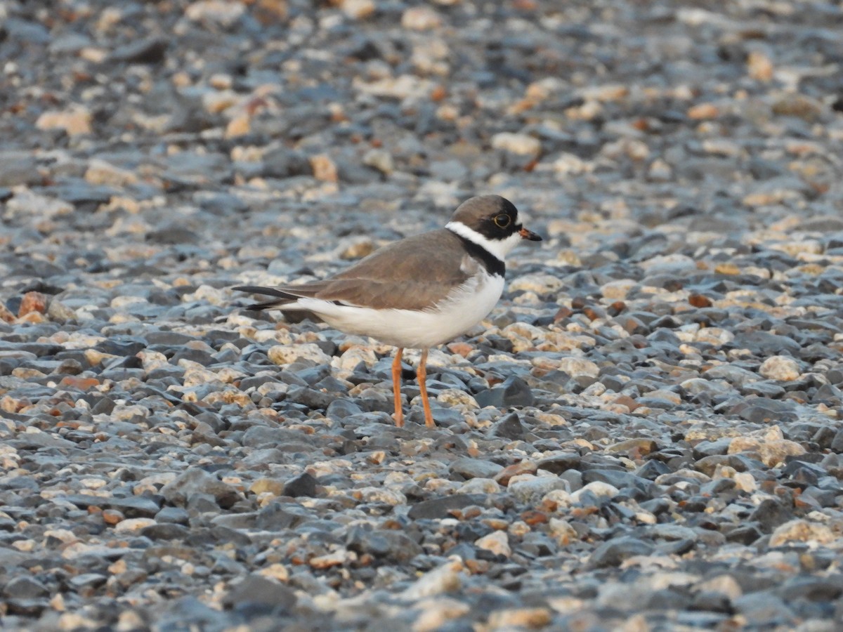 Semipalmated Plover - ML618484336