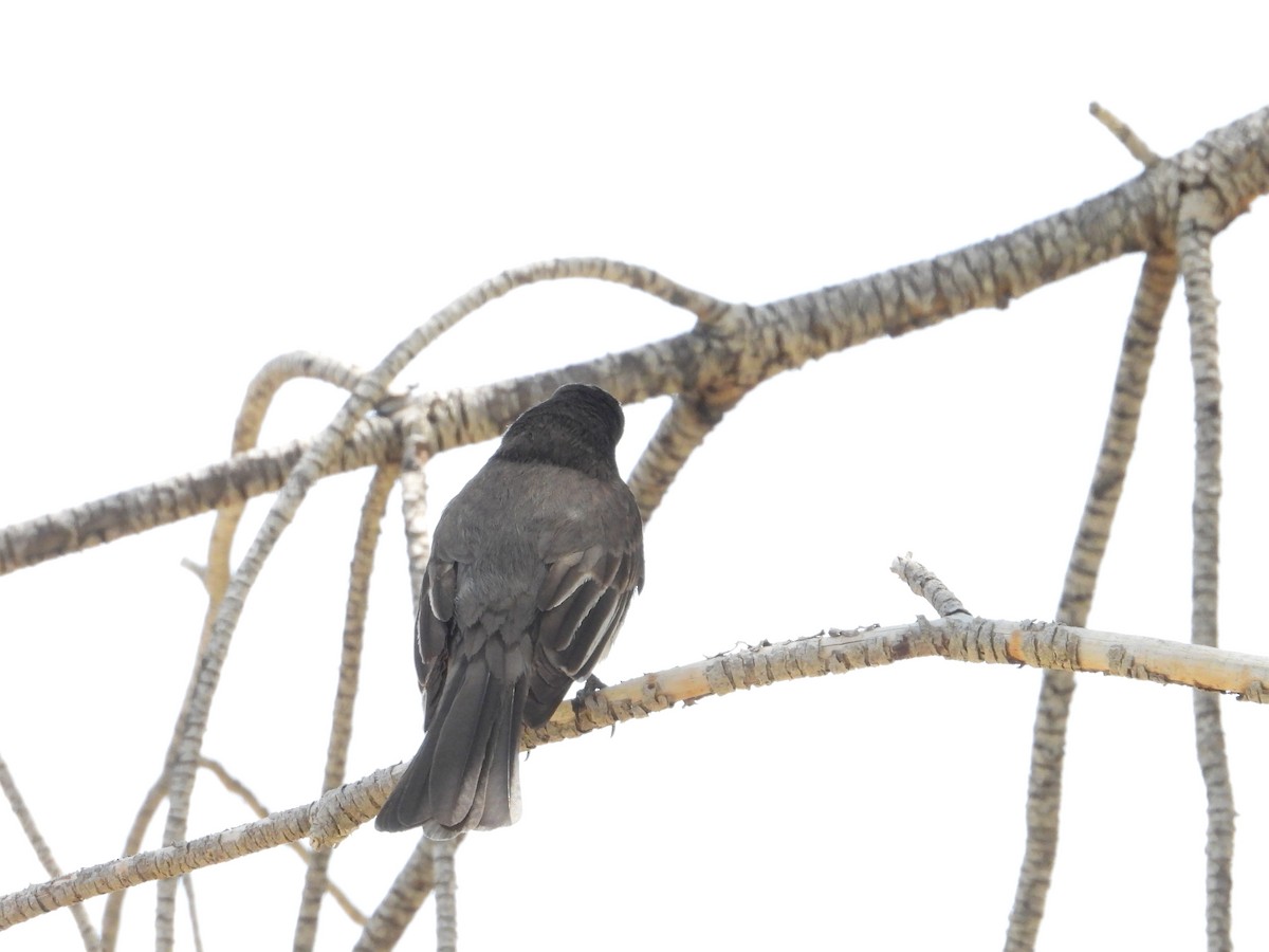 Black Phoebe - ML618484338