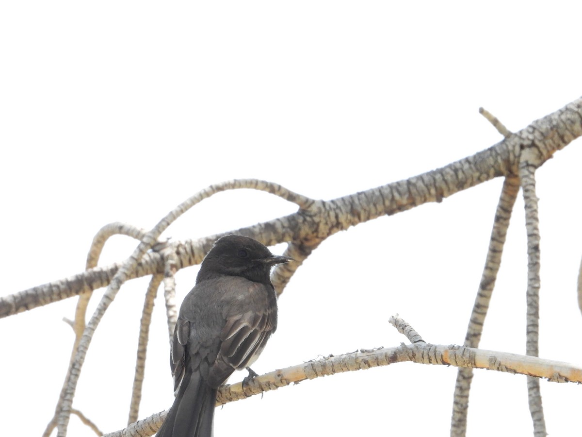 Black Phoebe - ML618484341