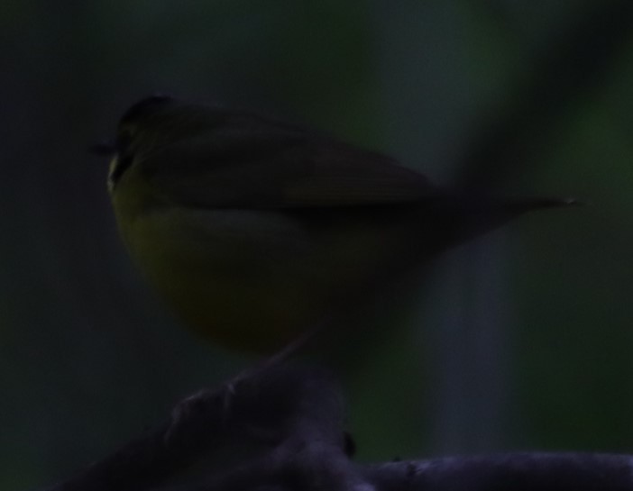 Kentucky Warbler - ML618484351