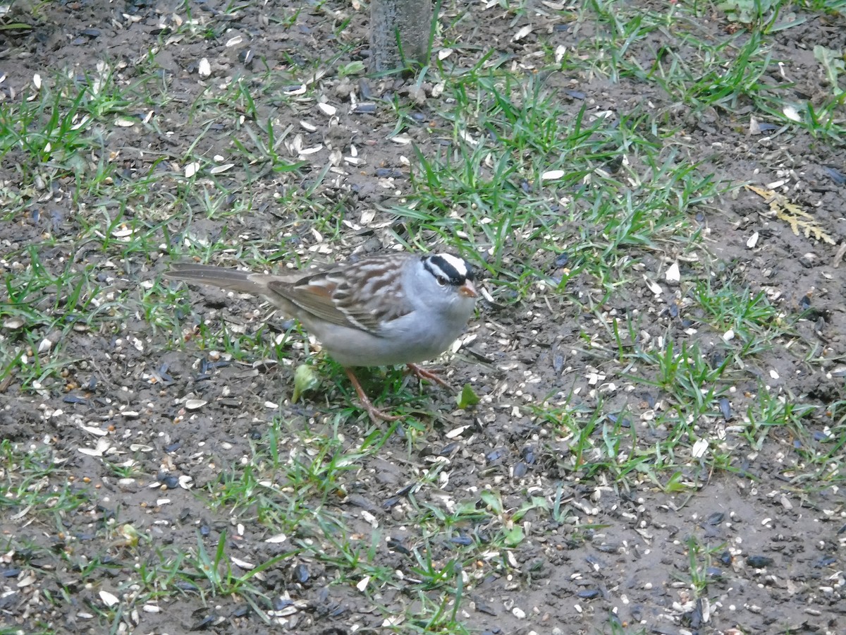 White-crowned Sparrow - ML618484355