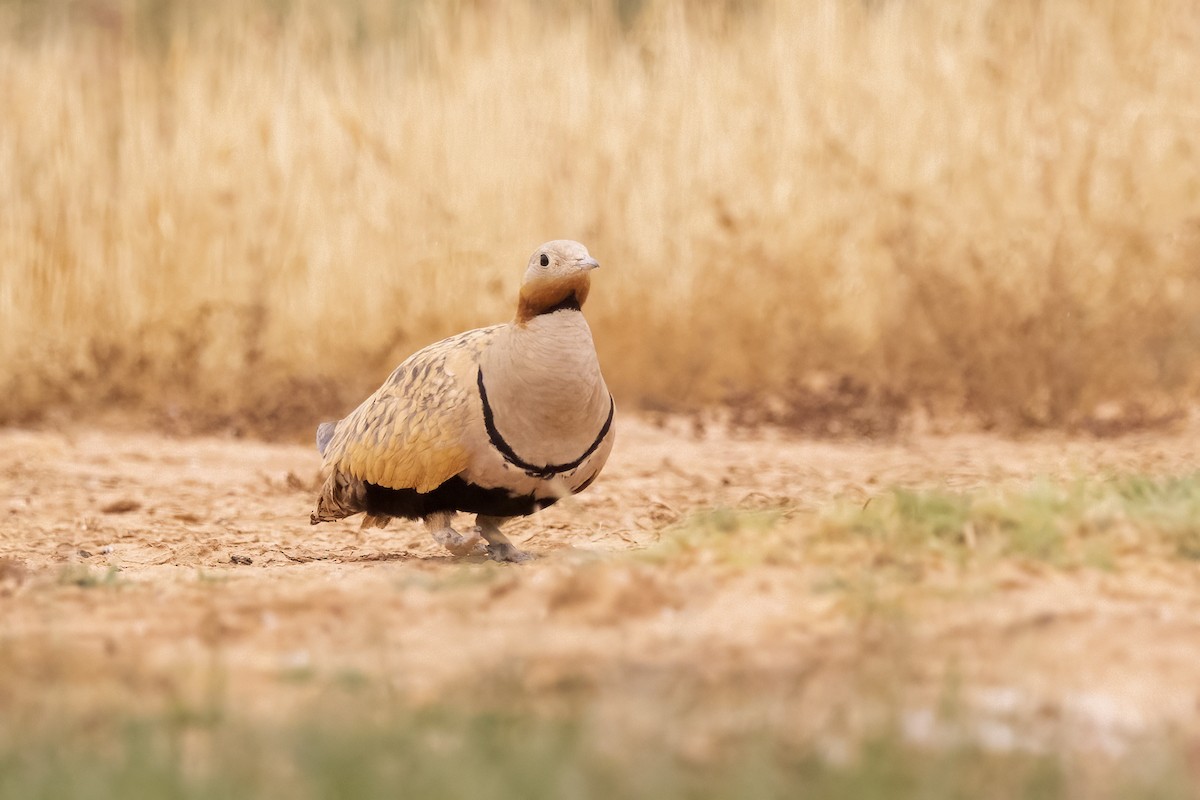 Black-bellied Sandgrouse - ML618484393