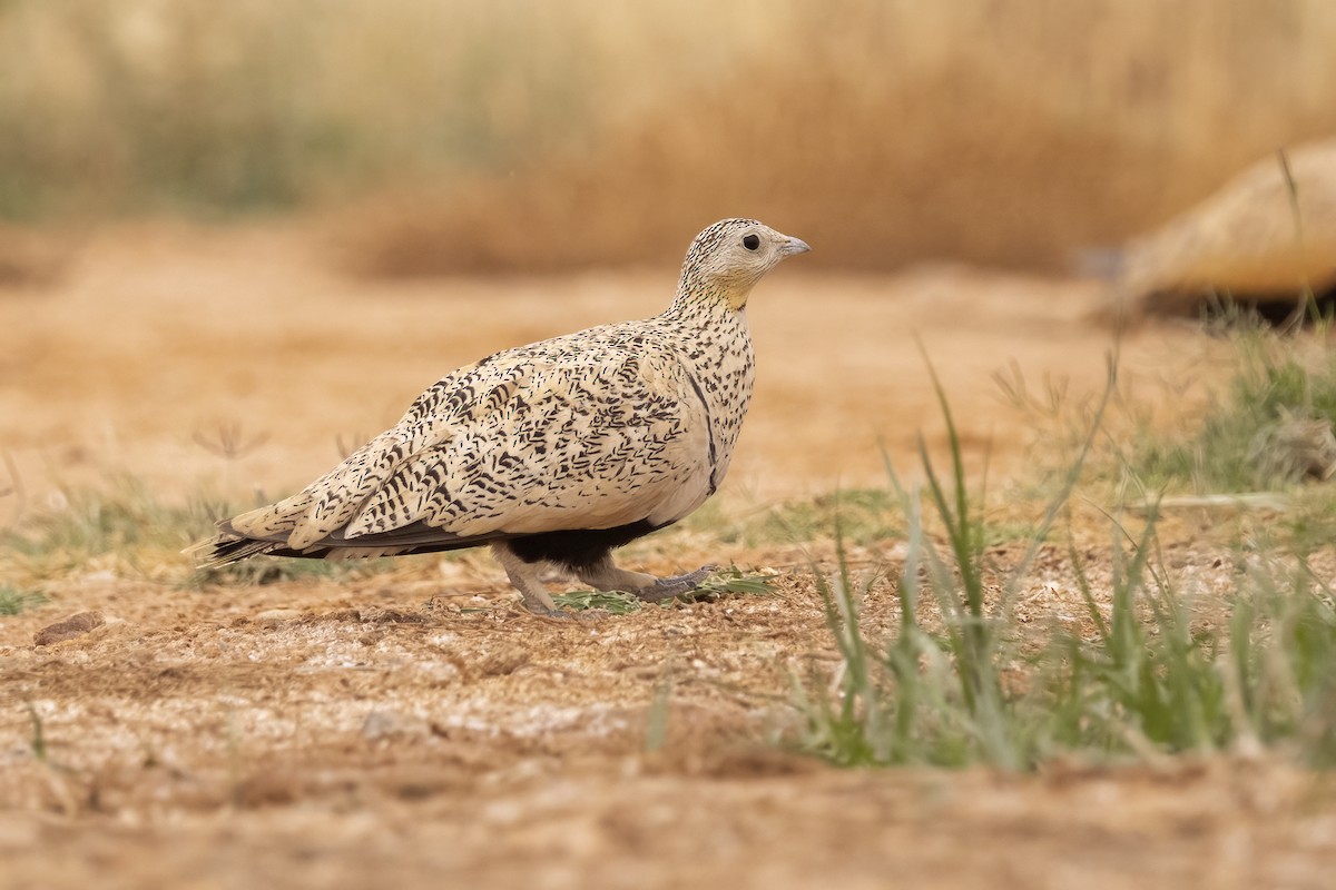 Black-bellied Sandgrouse - ML618484397